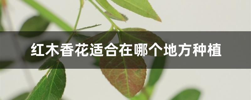 红木香花适合在哪个地方种植 红木香花适合在哪个地方种植