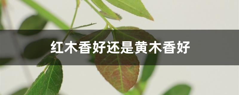 红木香好还是黄木香好 红木香好还是黄木香好