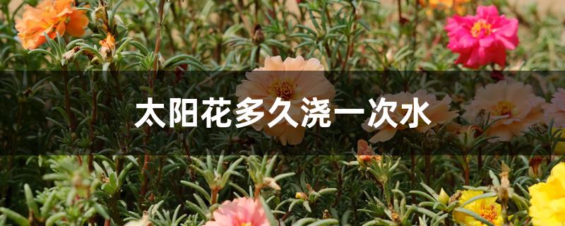 太阳花多久浇一次水 太阳花多久浇一次水