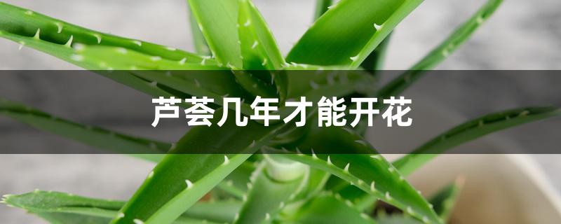 芦荟几年才能开花 芦荟几年才能开花