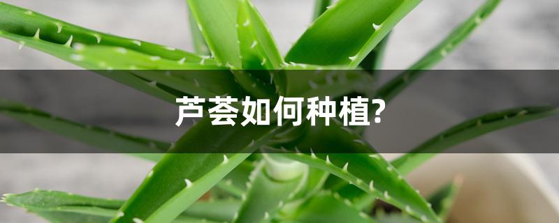 芦荟如何种植? 芦荟如何种植?
