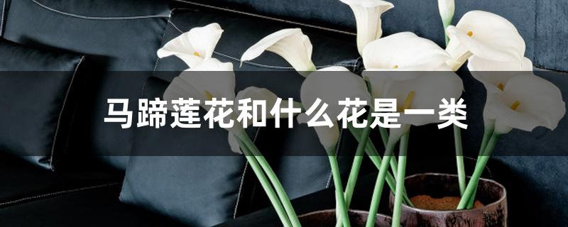 马蹄莲花和什么花是一类 马蹄莲花和什么花是一类