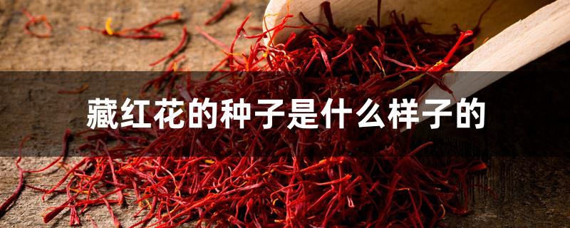 藏红花的种子是什么样子的 藏红花的种子是什么样子的