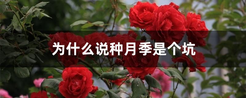 为什么说种月季是个坑 为什么说种月季是个坑
