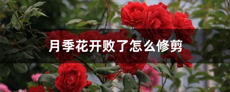 月季花开败了怎么修剪 月季花开败了怎么修剪