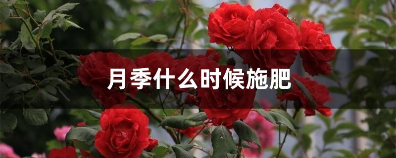 月季什么时候施肥 月季什么时候施肥