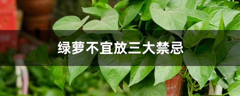 绿萝不宜放三大禁忌 绿萝不宜放三大禁忌