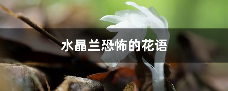 水晶兰恐怖的花语 水晶兰恐怖的花语
