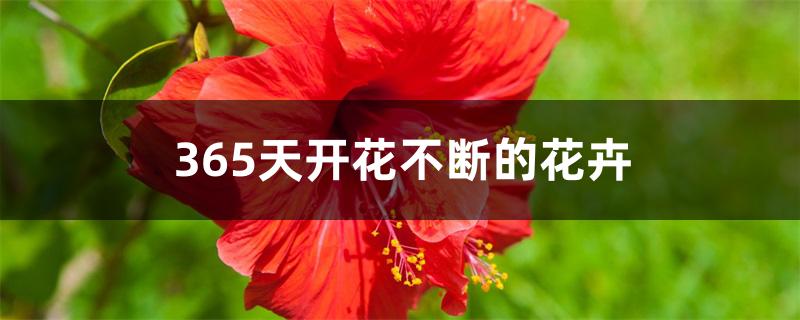 365天开花不断的花卉 365天开花不断的花卉