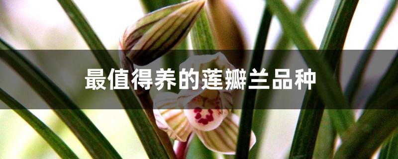 最值得养的莲瓣兰品种 最值得养的莲瓣兰品种
