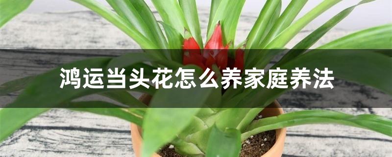 鸿运当头花怎么养家庭养法 鸿运当头花怎么养家庭养法