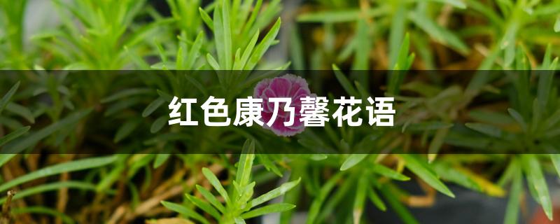 红色康乃馨花语 红色康乃馨花语