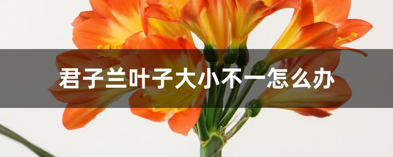 君子兰叶子大小不一怎么办 君子兰叶子大小不一怎么办