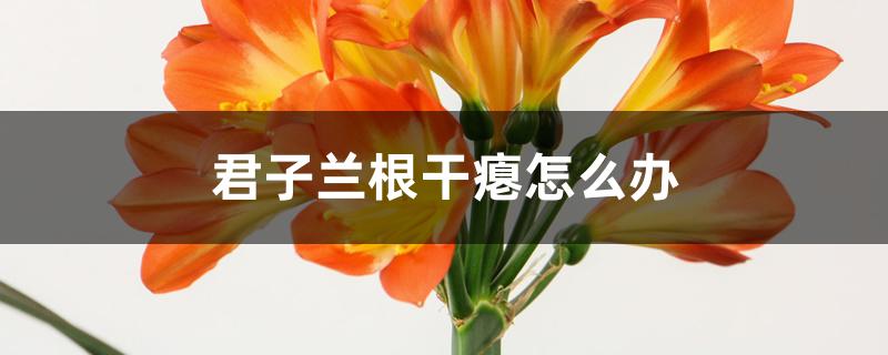 君子兰根干瘪怎么办 君子兰根干瘪怎么办