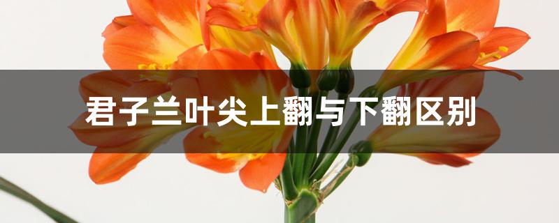君子兰叶尖上翻与下翻区别 君子兰叶尖上翻与下翻区别
