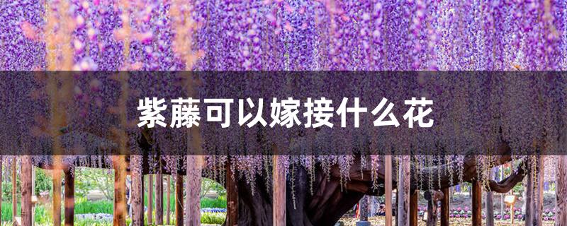 紫藤可以嫁接什么花 紫藤可以嫁接什么花
