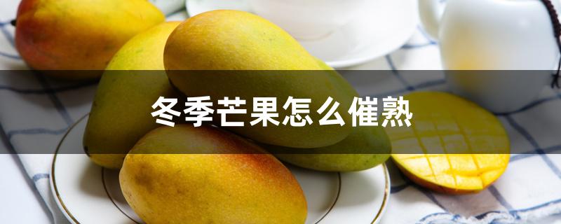 冬季芒果怎么催熟 冬季芒果怎么催熟