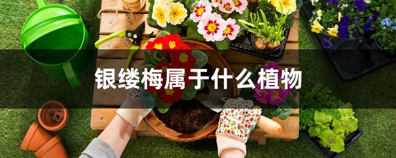 银缕梅属于什么植物 银缕梅属于什么植物