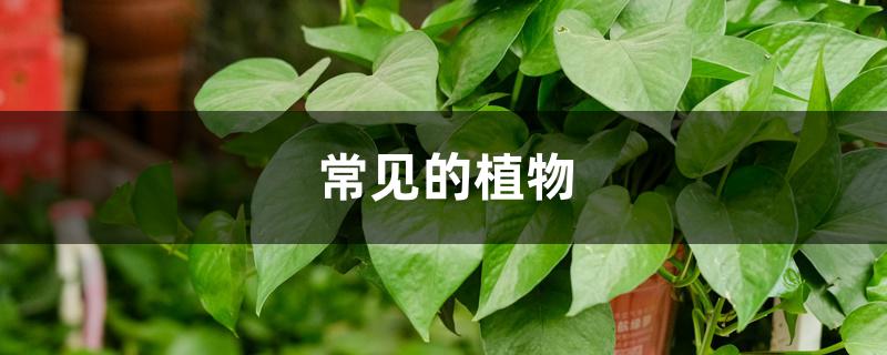 常见的植物 常见的植物