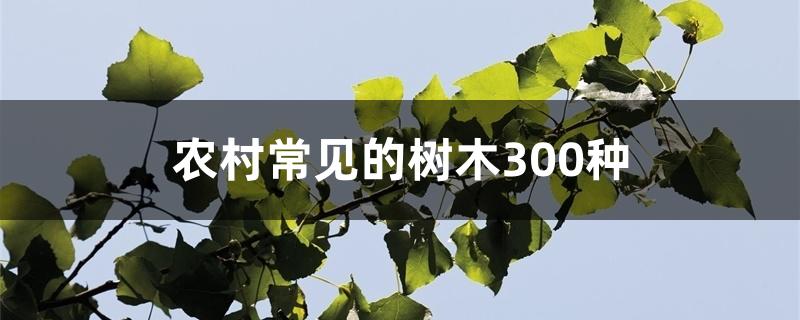 农村常见的树木300种 农村常见的树木300种
