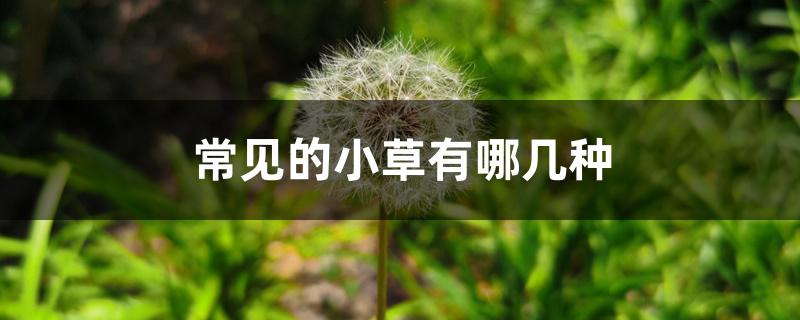 常见的小草有哪几种 常见的小草有哪几种
