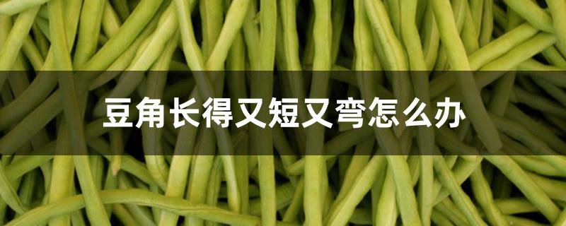 豆角长得又短又弯怎么办 豆角长得又短又弯怎么办