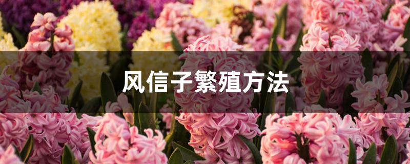 风信子繁殖方法 风信子繁殖方法