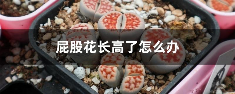 屁股花长高了怎么办 屁股花长高了怎么办