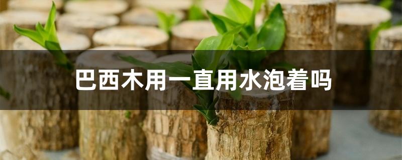 巴西木用一直用水泡着吗 巴西木用一直用水泡着吗
