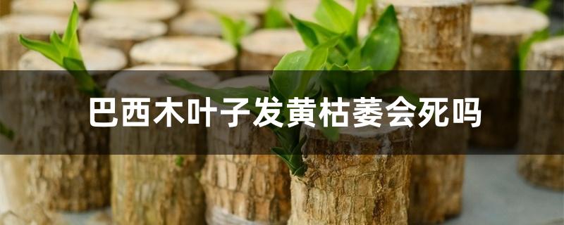 巴西木叶子发黄枯萎会死吗 巴西木叶子发黄枯萎会死吗