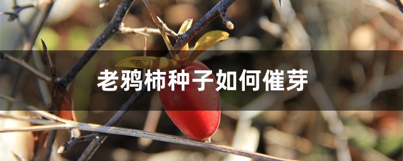 老鸦柿种子如何催芽 老鸦柿种子如何催芽