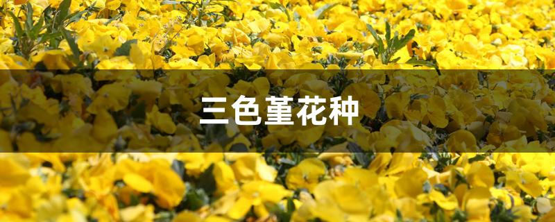 三色堇花种 三色堇花种
