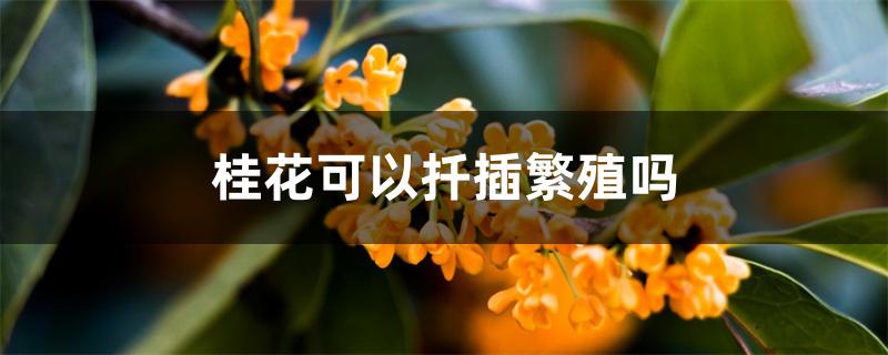 桂花可以扦插繁殖吗 桂花可以扦插繁殖吗