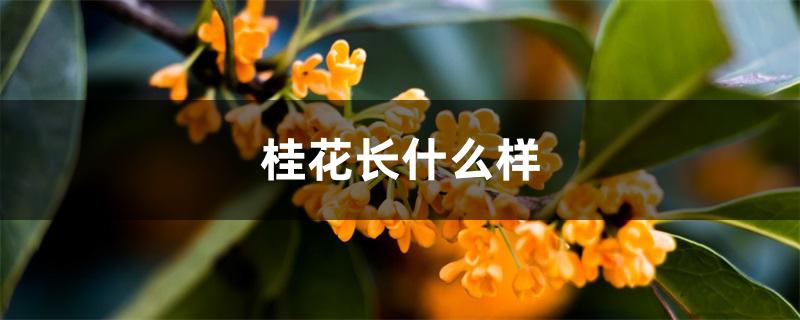 桂花长什么样 桂花长什么样