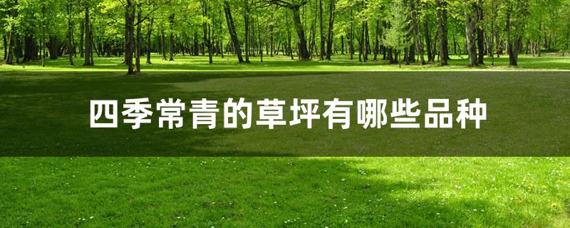 四季常青的草坪有哪些品种 四季常青的草坪有哪些品种