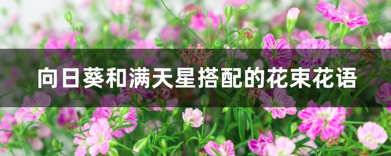 向日葵和满天星搭配的花束花语 向日葵和满天星搭配的花束花语