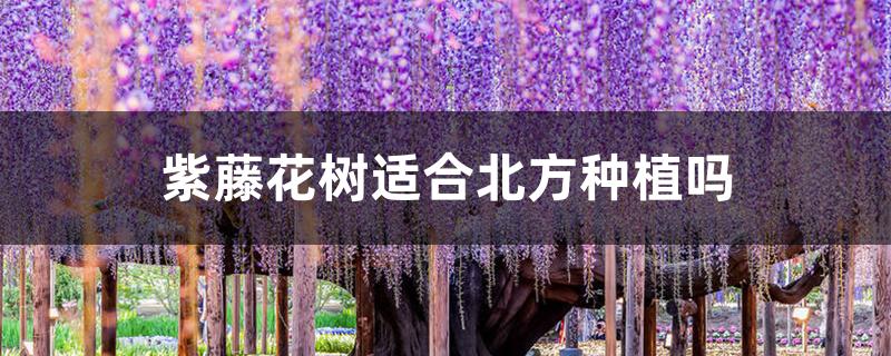 紫藤花树适合北方种植吗 紫藤花树适合北方种植吗