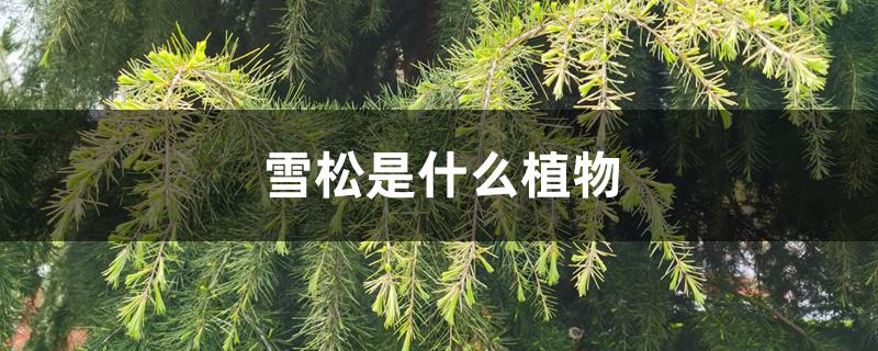 雪松是什么植物 雪松是什么植物