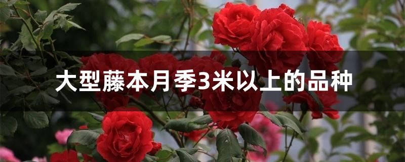 大型藤本月季3米以上的品种 大型藤本月季3米以上的品种