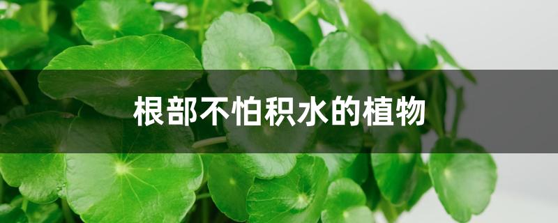 根部不怕积水的植物 根部不怕积水的植物