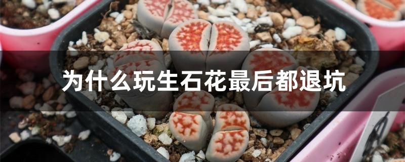 为什么玩生石花最后都退坑 为什么玩生石花最后都退坑