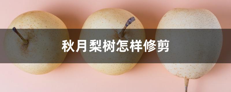 秋月梨树怎样修剪 秋月梨树怎样修剪