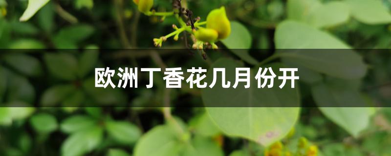 欧洲丁香花几月份开 欧洲丁香花几月份开