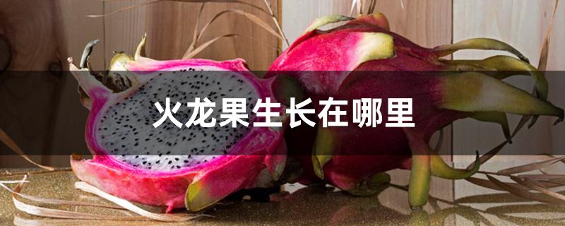 火龙果生长在哪里 火龙果生长在哪里