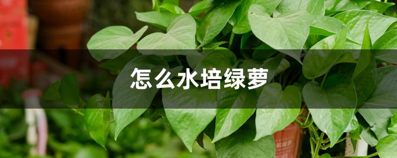 怎么水培绿萝 怎么水培绿萝