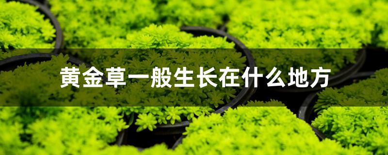 黄金草一般生长在什么地方 黄金草一般生长在什么地方