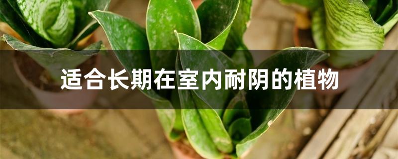 适合长期在室内耐阴的植物 适合长期在室内耐阴的植物