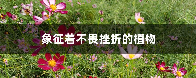 象征着不畏挫折的植物 象征着不畏挫折的植物
