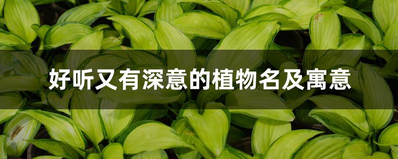 好听又有深意的植物名及寓意 好听又有深意的植物名及寓意