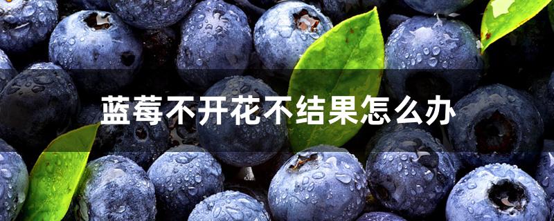 蓝莓不开花不结果怎么办 蓝莓不开花不结果怎么办